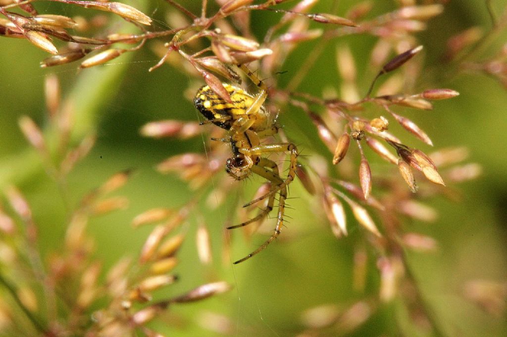 Mangora acalypha?